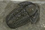 Detailed Gerastos Trilobite Fossil - Morocco #311066-1